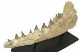 Fossil Primitive Whale (Pappocetus) Jaw - Morocco #227169-1